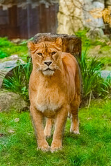 Panthera leo, lioness, on a sunny summer day