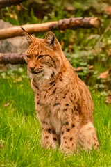 Lynx on a sunny summer day