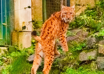 Lynx on a sunny summer day