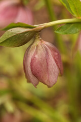 close up photo of Pink hellebore (Helleborus purpurascens).