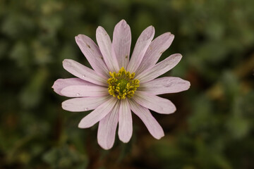 Obraz premium Anemonoides blanda, syn. Anemone blanda, the Balkan anemone, Grecian windflower, or winter windflower