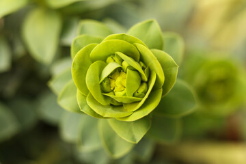 Euphorbia rigida, the gopher spurge or upright myrtle spurge, macro photo