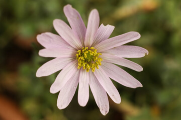 Obraz premium Anemonoides blanda, syn. Anemone blanda, the Balkan anemone, Grecian windflower, or winter windflower