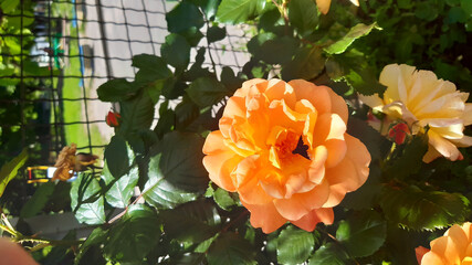 Bright hybrid tea roses with delicate pink and orange petals bloom in a sunny garden. Sunlight plays on the petals.