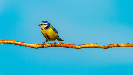 Cyanistes caeruleus, Eurasian blue tit, on a sunny summer day