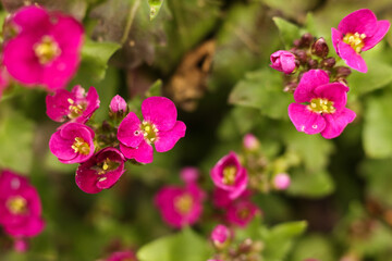 Obraz premium Arabis Little Treasure Deep Rose Alpine Wall Cress flower in the spring garden, macro photo
