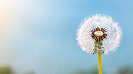 Obraz premium Flowers morning mist Concept, Close Up of Dew Covered Dandelion with Misty Background in Nature's Tranquil Setting
