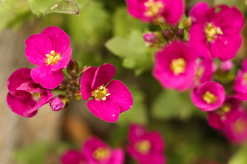 Arabis Little Treasure Deep Rose Alpine Wall Cress flower in the spring garden, macro photo