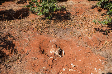 red soil in the ground Coffee red breen berries cherries leaves plants field vegetaions meadows landscapes Kenya East Africa