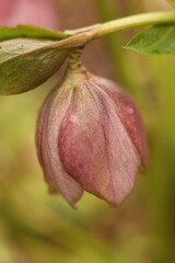close up photo of Pink hellebore (Helleborus purpurascens).