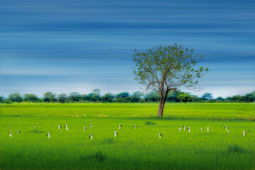Flock of Great White Egret grazing on a green meadow under a sunny sky with trees and clouds in the countryside
