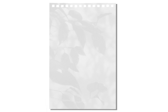 sheet of paper on a transparent background with a shadow of tree leaves