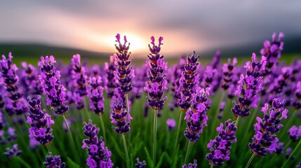 Obraz premium Flowers morning mist Concept, Morning Light Over a Lavender Flower Field with Thick Stems and Vibrant Blooms