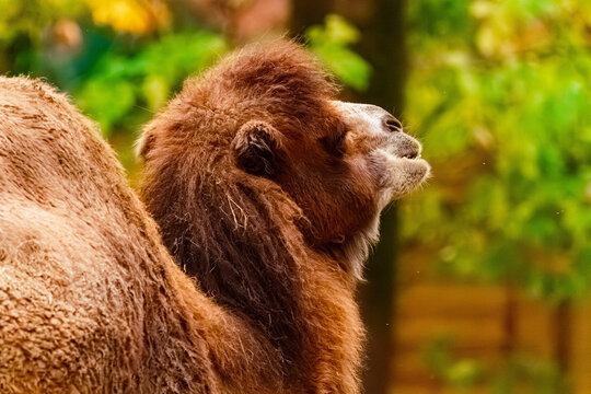 Camelus bactrianus, bactrian camel, on a sunny day in summer