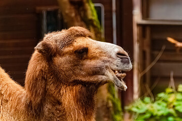 Fototapeta premium Camelus bactrianus, bactrian camel, on a sunny day in summer