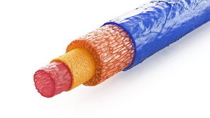 Medicine concept. Anatomy of blood vessels. 3d illustration
