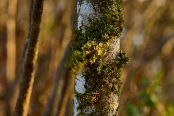 風にたなびく苔