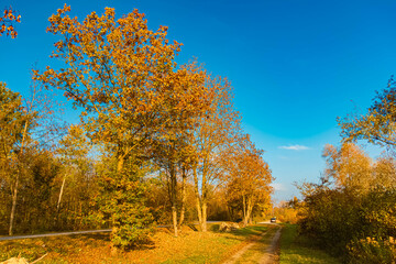 Fototapeta premium Autumn or indian summer view at Landau an der Isar, Dingolfing-Landau, Bavaria, Germany
