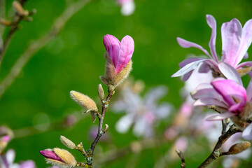 Fototapeta premium close up of bright pink goblet shaped bloom of the magnolia with a blurred green background