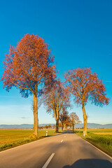 Naklejka premium Autumn or indian summer view with the Bavarian Forest in the background near Paitzkofen, Strasskirchen, Straubing-Bogen, Bavaria, Germany