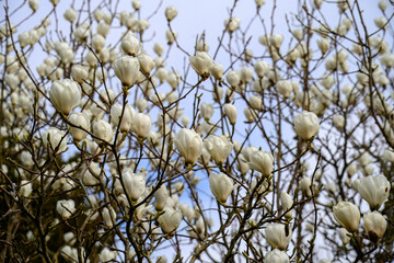 white goblet shaped blooms of the magnolia