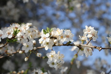 surren im Frühling