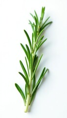 Obraz premium Sprig of fresh rosemary on a white background, plant, herb