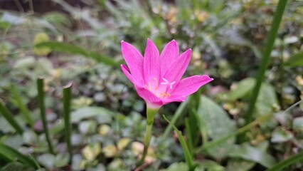 Obraz premium Bright Pink Zephyranthes Minuta Flower - Stunning Macro Shot of Rain Lily in Bloom - Soft Background Blur for Wallpaper, Backdrop, and Nature Design