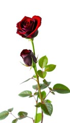 Fototapeta premium A single dark crimson rose with vibrant green foliage, isolated on pure white, single flower, object, botany