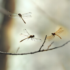 Enchanting Dragonflies in a Softly Lit Natural Setting
