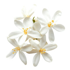 Jasmine Flower isolated on a white background