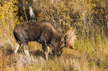 Bull Moose Rutting in Autumn in Grand Teton National Park Wyoming