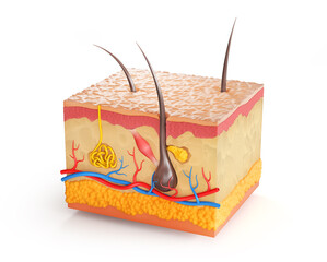 Skin anatomy. See layers structure. 3d illustration