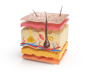 Skin anatomy. See layers structure. 3d illustration