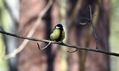 Great tit in the forest in spring at a feeding station.