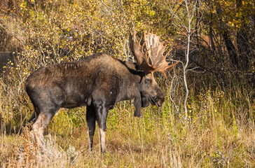 Bull Moose Rutting in Autumn in Grand Teton National Park Wyoming