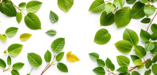 Fototapeta premium Vibrant green leaves, various shapes and sizes, clean white background, nature, top view