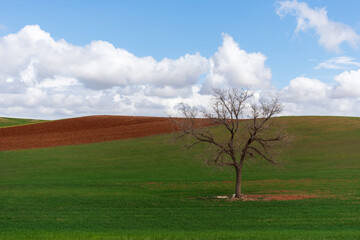 Scenic view of a lonely tree on a hill against the sky.