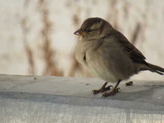 Sparrow 