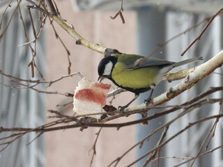 great tit parus major