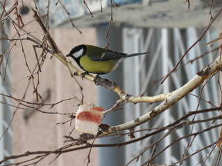 great tit parus major