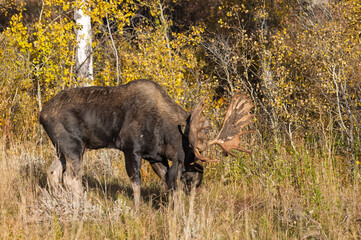 Bull Moose Rutting in Autumn in Grand Teton National Park Wyoming