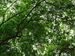 Green Canopy of Lush Tree Branches with Vibrant Leaves Creating a Natural Roof, Sunlight Filtering Through Foliage, Perfect for Nature Backgrounds