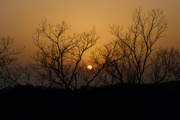 木々の間に沈む夕日