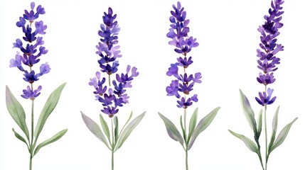 Naklejka premium Watercolor Lavender Flowers Botanical Illustration Artistic Floral Design Isolated on White Background Delicate Purple Hues and Natural Light