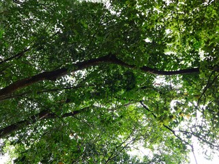 Fototapeta premium Green Canopy of Lush Tree Branches with Vibrant Leaves Creating a Natural Roof, Sunlight Filtering Through Foliage, Perfect for Nature Backgrounds