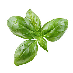 Fototapeta premium Fresh Green Basil Leaves Closeup.
