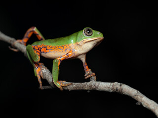 Pithecopus megacephalus