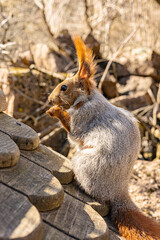 A close-up view of a gray squirrel changing its coat from grey to red.  A squirrel in backlight holding a nut in its paws on a sunny day. Wildlife, nature, animals, outdoor scene.