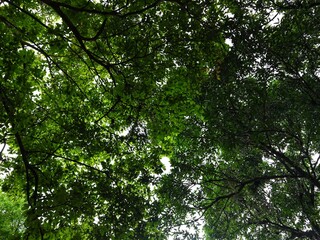 Fototapeta premium Green Canopy of Lush Tree Branches with Vibrant Leaves Creating a Natural Roof, Sunlight Filtering Through Foliage, Perfect for Nature Backgrounds
